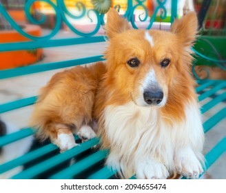 The Icelandic Shepherd Dog In Domesticated Pet Is A Breed Of Pointed-beaked Dog That Originated In Iceland, Brought There By The Vikings, Was The Ancestor Of The Modern Shetland And Welsh Corgi.