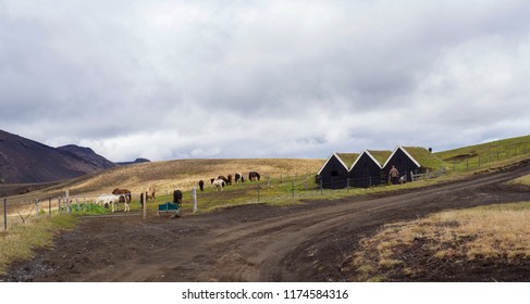 Icelandic Traditional Turf Roof Houses, Group Of Icelandic Horses And Two Farmer Workers On Dirt Road In Southern Iceland