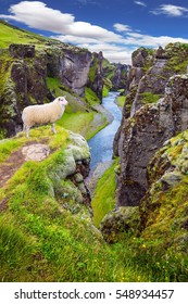 The Icelandic Tundra in July. White sheep grazing on the cliff.  Bizarre shape of cliffs surround the stream with glacial water