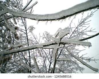 Ice-snow shell covered the branches of trees and bushes
