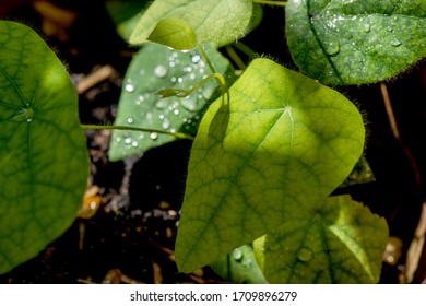 Icevine, Pareira barva,green leaves on tree and on natural background. - Shutterstock ID 1709896279