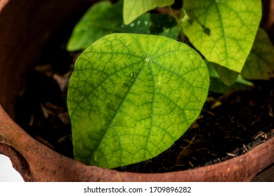 Icevine, Pareira barva,green leaves on tree and on natural background. - Shutterstock ID 1709896282