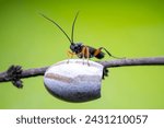 ichneumon flies on Limacodidae cocoon in the wild state 