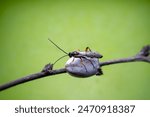 ichneumon flies on Limacodidae cocoon in the wild state 