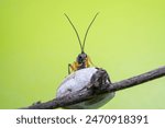 ichneumon flies on Limacodidae cocoon in the wild state 