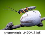 ichneumon flies on Limacodidae cocoon in the wild state 