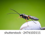 ichneumon flies on Limacodidae cocoon in the wild state 