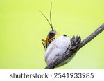 ichneumon flies on Limacodidae cocoon in the wild state 