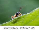 ichneumon flies in the wild state