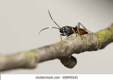 Ichneumonidae