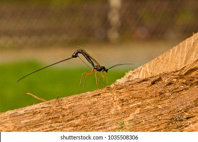 Ichneumonidae, Parasitoid Wasp Family