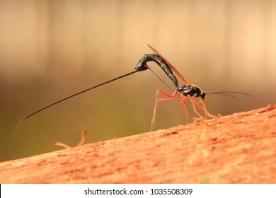 Ichneumonidae, Parasitoid Wasp Family