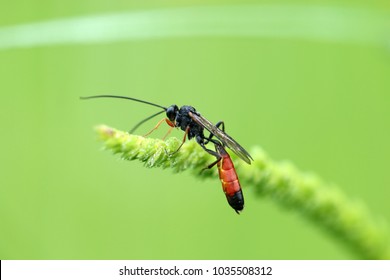 Ichneumonidae, Parasitoid Wasp Family