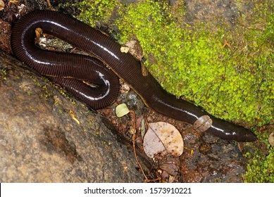 Ichthyophis Sp This Caecilian Limbless Amphibian Stock Photo 1573910221 ...