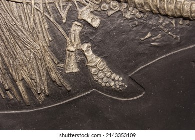 Ichthyosaur Fossil Fin Part Detail  