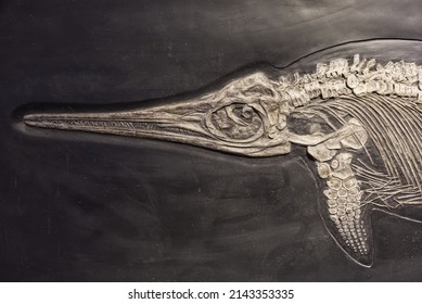 Ichthyosaur Fossil Fin Part Detail  