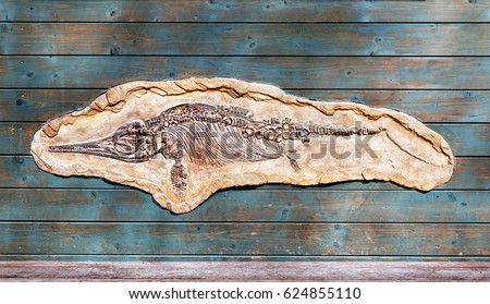 Ichthyosaurus skeleton imprint on fossil stone, famous ancient exhibit