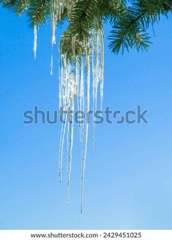 Icicle, tree and leaves in winter nature with blue sky background and environment closeup. Garden, ice and leaf outdoor in forest, park or woods with snow on evergreen plants and natural detail