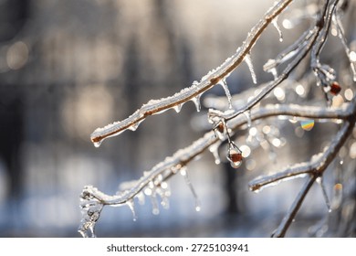 Icicles dangle from delicate branches, their surfaces sparkling in the bright winter sunlight. Nature's frozen artistry showcases the magic of cold January days.