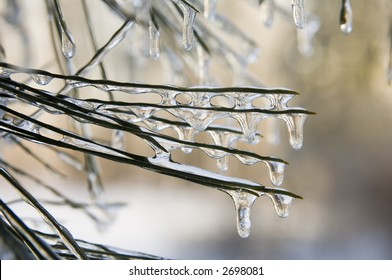 Icicles form on the pine needles of an evergreen tree following a winter storm in Illinois