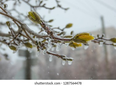 Icicles Hanging On The Branches With Flower Buds From The Cold Freezing Rain. Spring Winter Storm. 