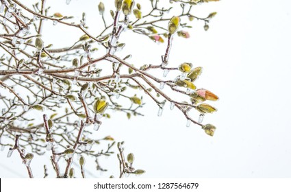 Icicles Hanging On The Branches With Flower Buds From The Cold Freezing Rain. White Sky Background. Spring Cold Storm. 