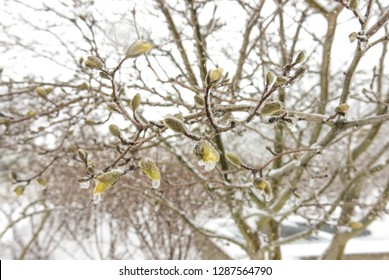 Icicles Hanging On The Branches With Flower Buds From The Cold Freezing Rain. Spring Cold Storm. 