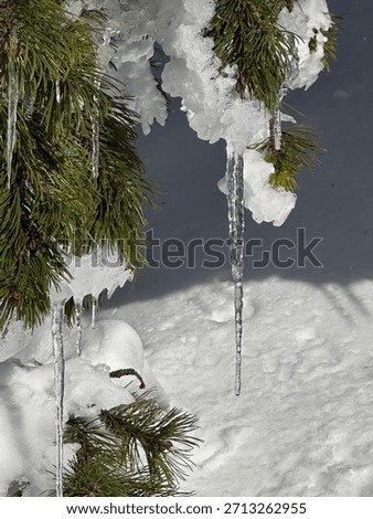 Icicles hanging from a pine tree branch