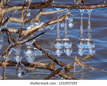 Icicles hanging from tree branches look like chandelier crystals sparkling in the sun.