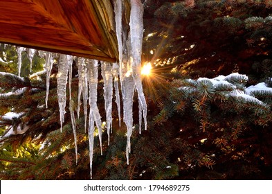 Icicles on cottage with green Pine Tree on the Background.