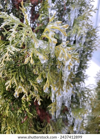 Icicles on evergreen thuja branches close-up. Icicles from water ice on leaves of bush tree on winter day. Frozen branches. ice-covered coniferous plant. Nature background. Natural backdrop