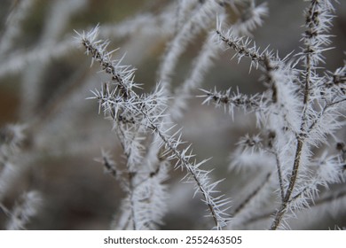 Icicles on slender branches on a cold, freezing, bitter, bleak, frosty, frozen winter morning, close-up. - Powered by Shutterstock