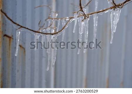 Icicles on a tree branch in front of a corrugated metal wall in winter. Black ice on a branch, Quebec, Canada.