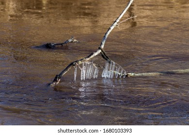 icicles on tree branches over river water