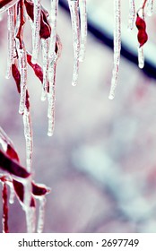 Icicles over branches with copyspace