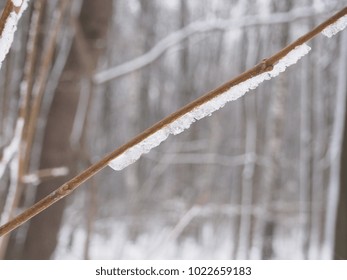Icicles strange forms hanging from the branches of a tree. Close up.