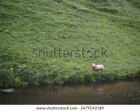 Similar – Image, Stock Photo The last unicorn Nature