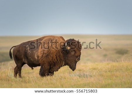 Icon of the prairies - the bison. Grasslands National Park, Saskatchewan