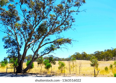 Iconic Australian Landscape With Large Eucalyptus Gumtree Taken In The Barossa Valley South Australia.