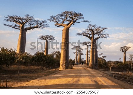 Similar – Image, Stock Photo Majestic Baobab Tree by the Shore at Praia Emilia