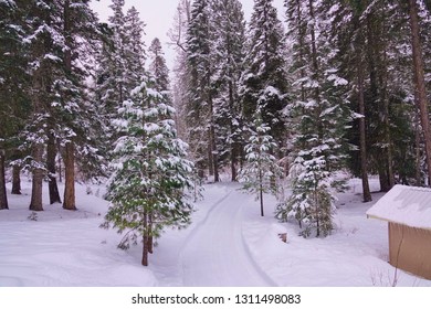 Iconic & Beautiful WA Winter Scene East Of Cascade Mountains In Heavily Wooded Residential Area. Deep Snow On Ground. Recently Plowed Driveway Cuts Through Evergreen Trees With Snow Tipped Branches.