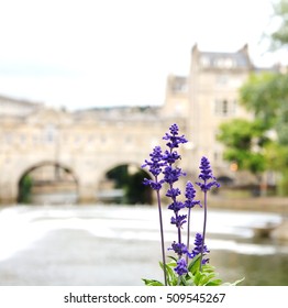 Iconic bridge in Bath, UK with purple flowers in the foreground