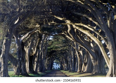 Iconic Cypress Tree Tunnel at Point Reyes National Seashore, Marin County, California, USA.