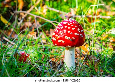 The iconic fly agaric toadstool - Shutterstock ID 1584402616