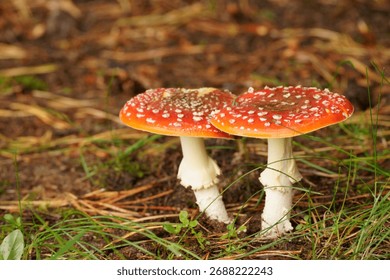 Iconic Fly Agaric Toadstools Thriving on the Forest Floor in Vibrant Autumn Colours