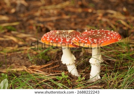 Iconic Fly Agaric Toadstools Thriving on the Forest Floor in Vibrant Autumn Colours