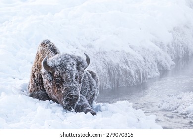 an iconic frosty bison seated near an icy riverbank in Yellowstone National Park