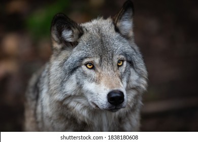 The iconic grey wolf (canis lupus), close-up portrait.