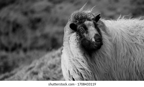 The iconic Icelandic sheep in black and white