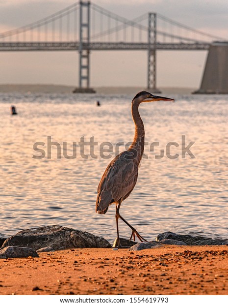 Iconic Image Maryland Great Blue Heron Stock Photo (Edit Now) 1554619793